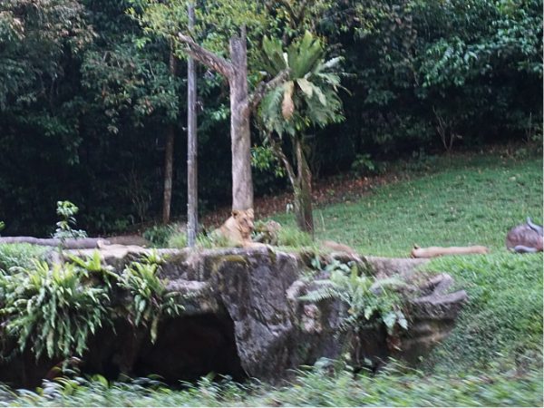 ナイトサファリのライオン｜シンガポール4大動物園