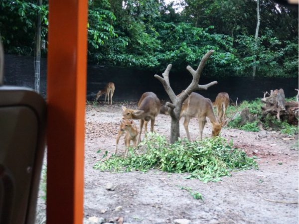 ナイトサファリのトラム｜シンガポール4大動物園