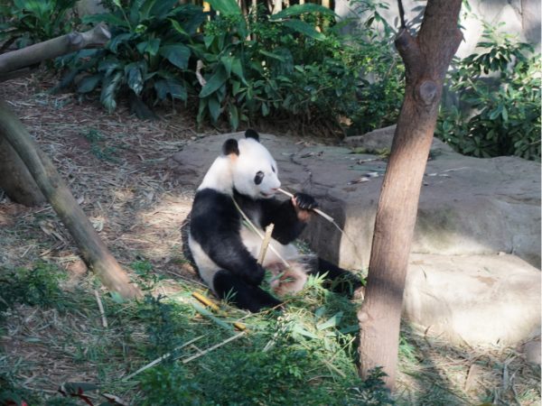 リバーワンダーのパンダ｜シンガポール4大動物園