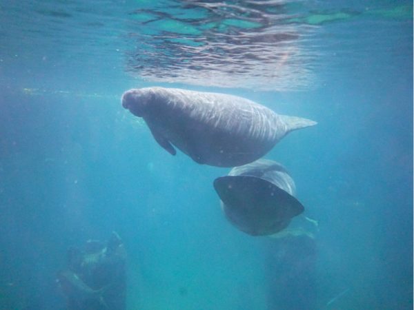 リバーワンダーのマナティ｜シンガポール4大動物園