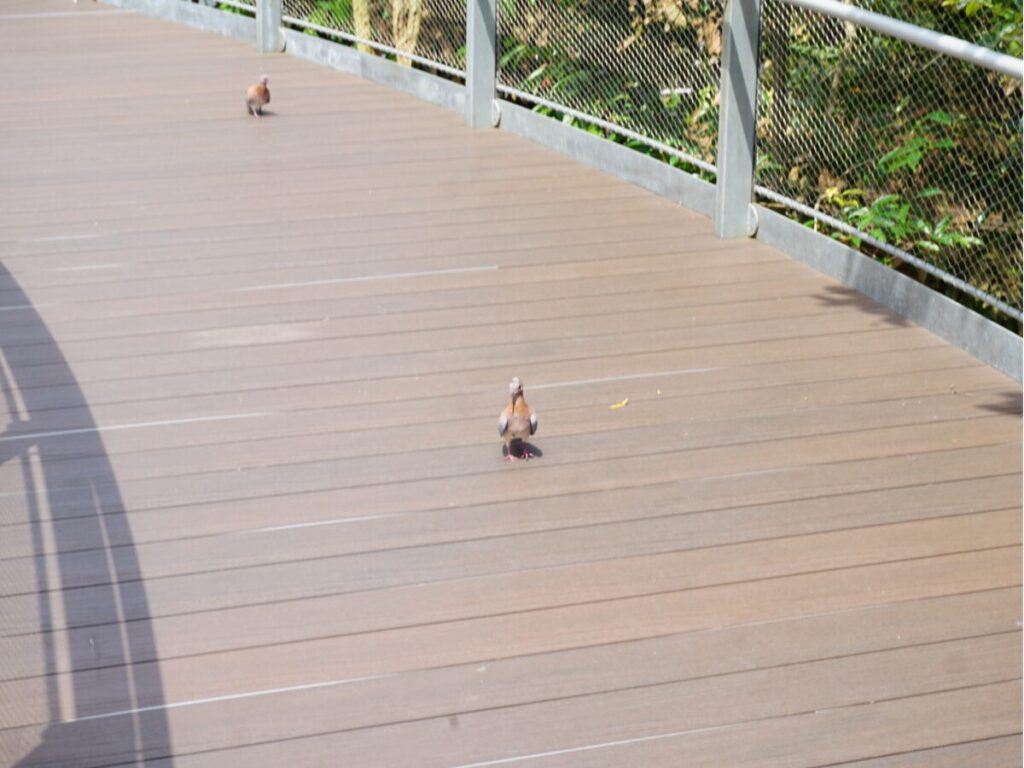 シンガポールバードパラダイスで歩道を歩く鳥たち