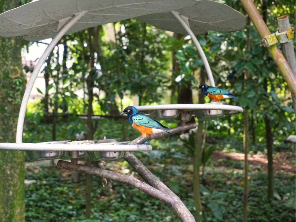 シンガポールバードパラダイス｜餌台にやって来た鳥